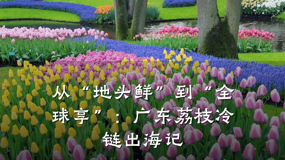 从“地头鲜”到“全球享”：广东荔枝冷链出海记