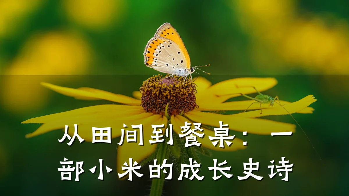从田间到餐桌：一部小米的成长史诗