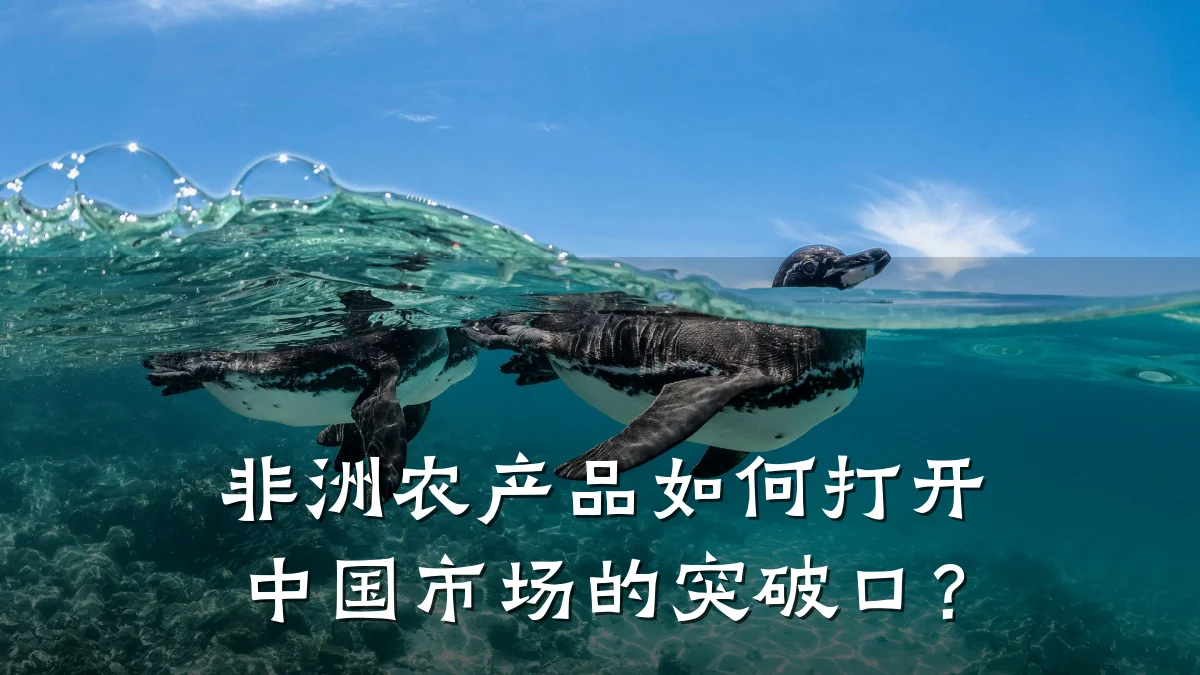 非洲农产品如何打开中国市场的突破口？