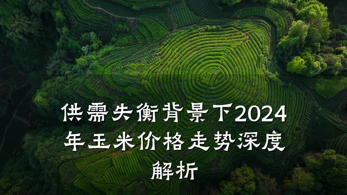供需失衡背景下2024年玉米价格走势深度解析