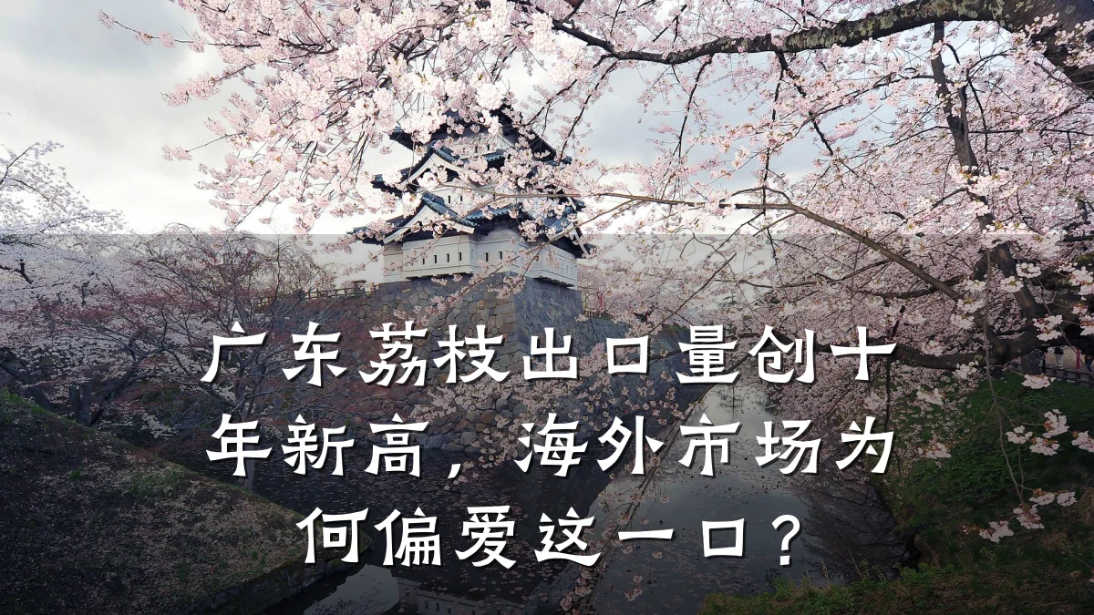 广东荔枝出口量创十年新高，海外市场为何偏爱这一口？