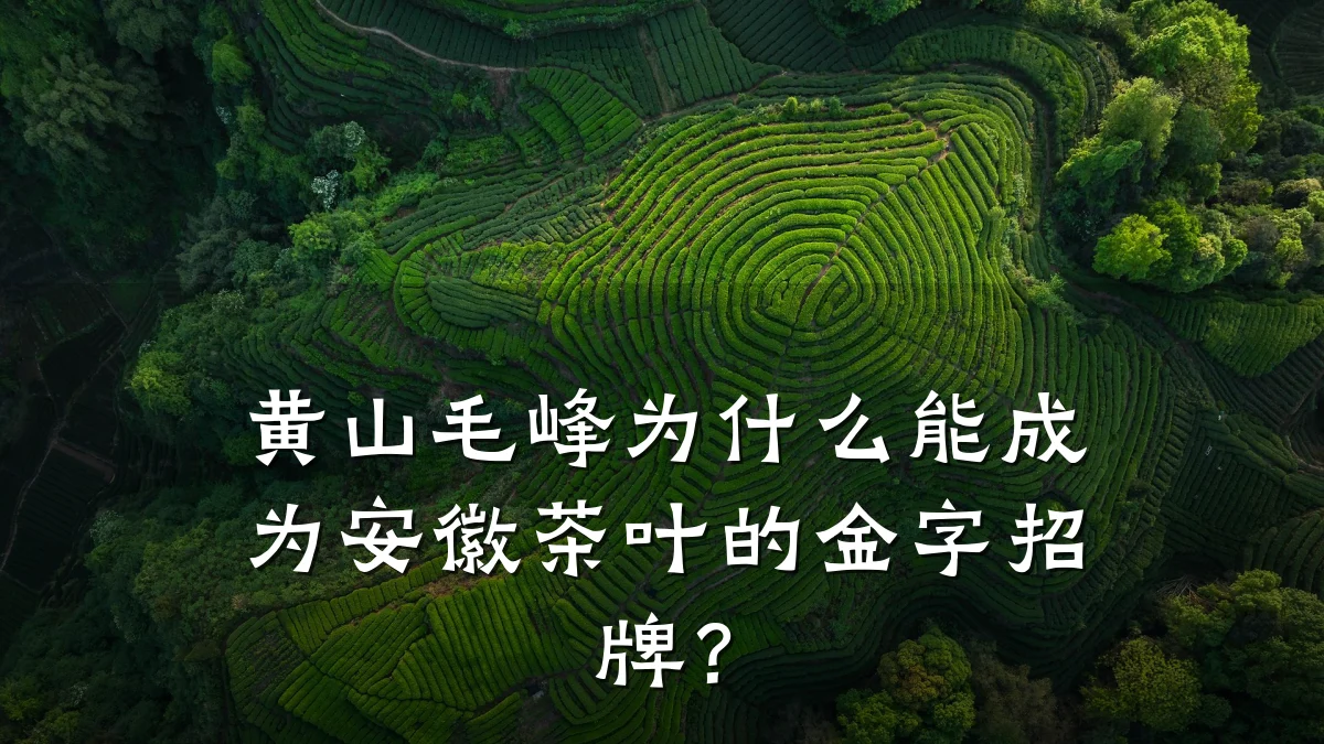 黄山毛峰为什么能成为安徽茶叶的金字招牌?