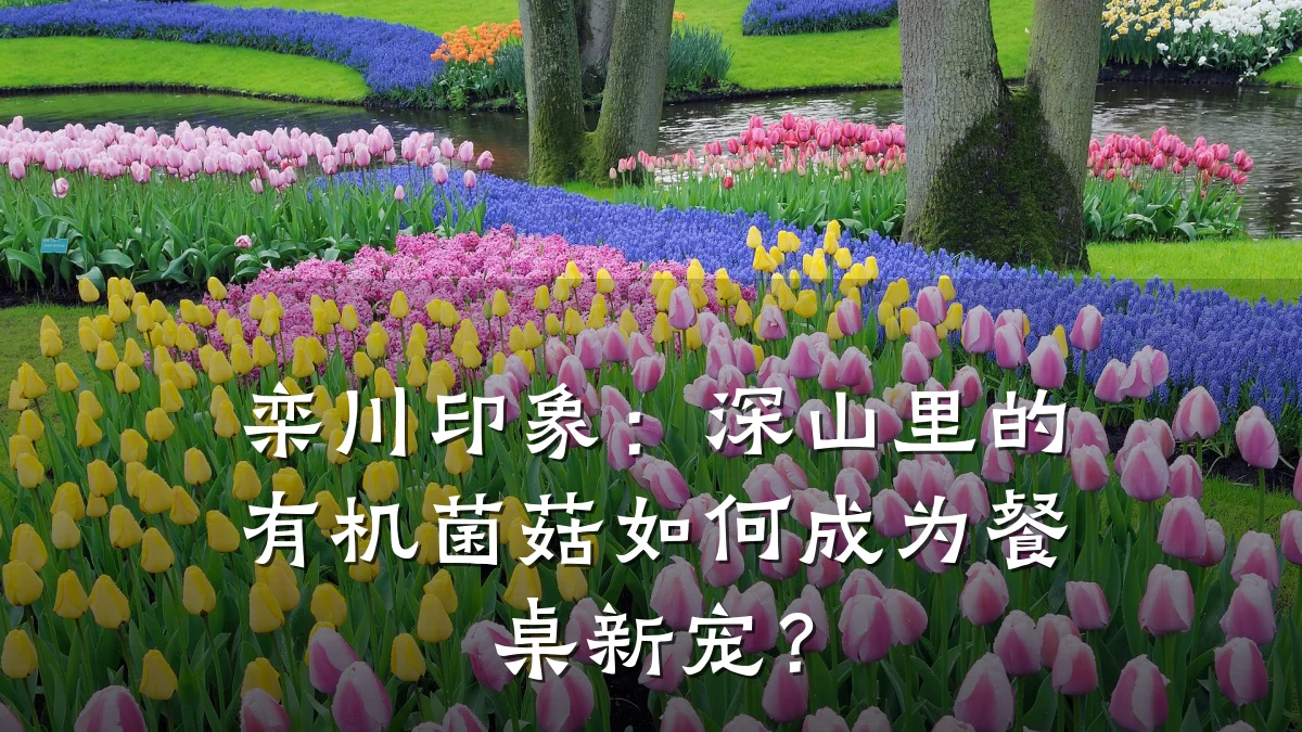 栾川印象：深山里的有机菌菇如何成为餐桌新宠？