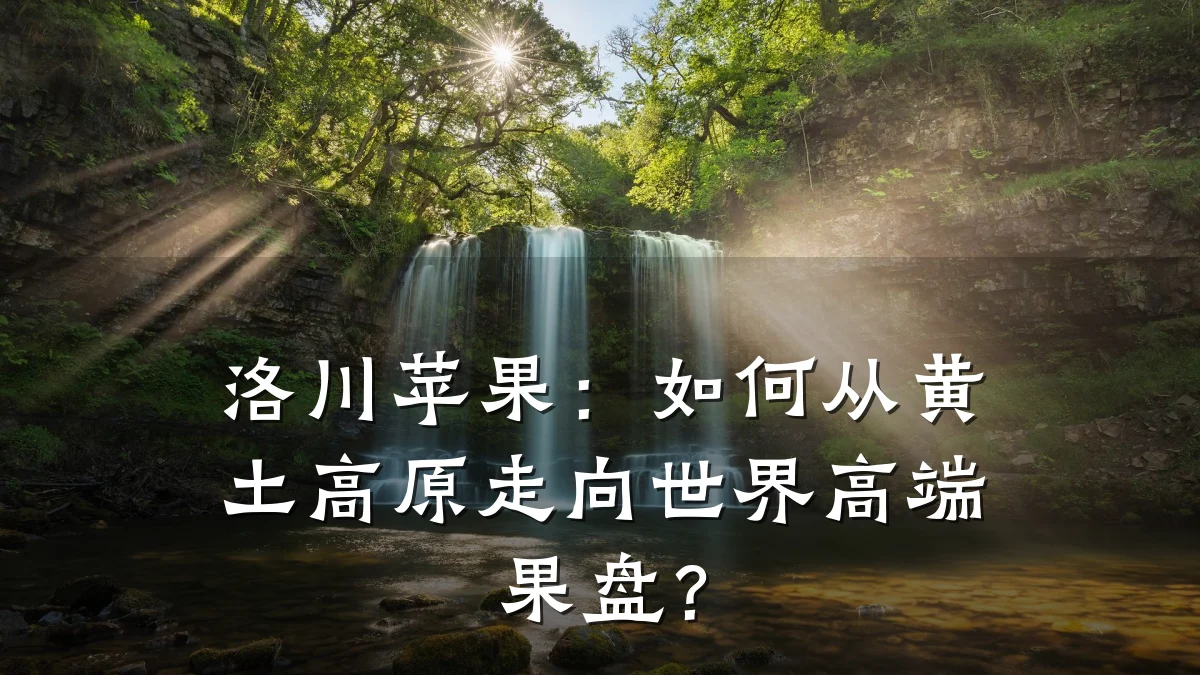 洛川苹果:如何从黄土高原走向世界高端果盘?
