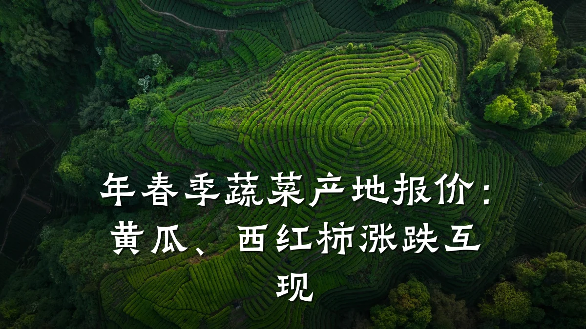 年春季蔬菜产地报价：黄瓜、西红柿涨跌互现