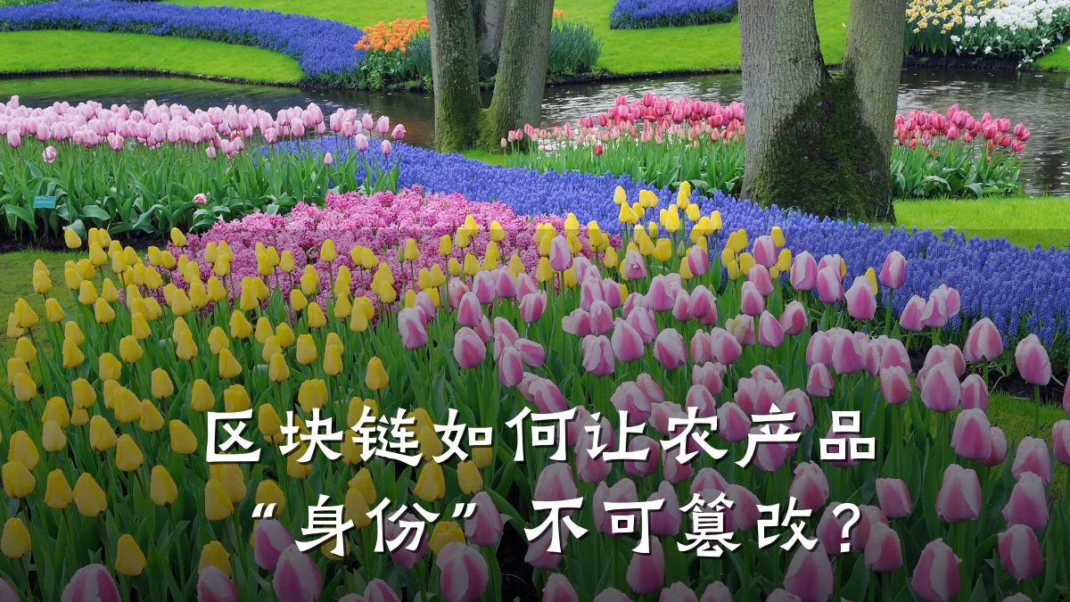区块链如何让农产品“身份”不可篡改？