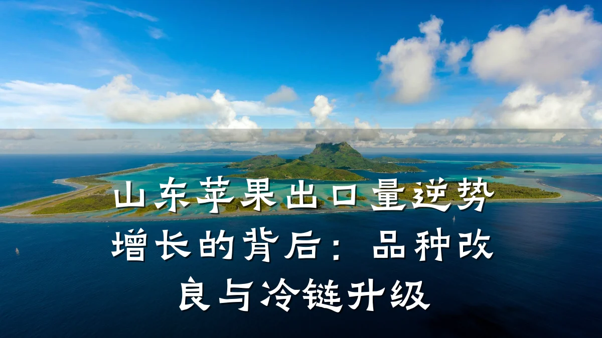山东苹果出口量逆势增长的背后：品种改良与冷链升级