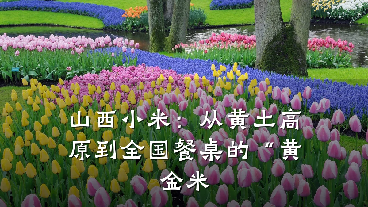 山西小米：从黄土高原到全国餐桌的“黄金米