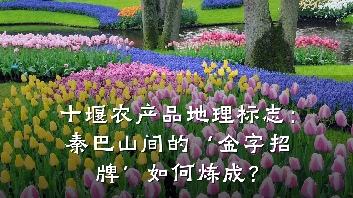 十堰农产品地理标志：秦巴山间的‘金字招牌’如何炼成？