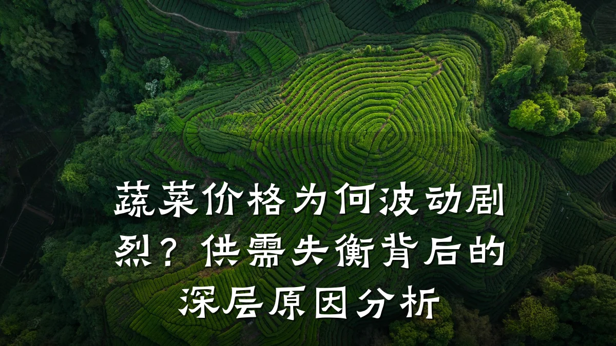 蔬菜价格为何波动剧烈？供需失衡背后的深层原因分析