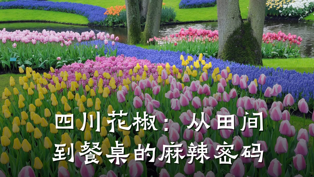 四川花椒：从田间到餐桌的麻辣密码