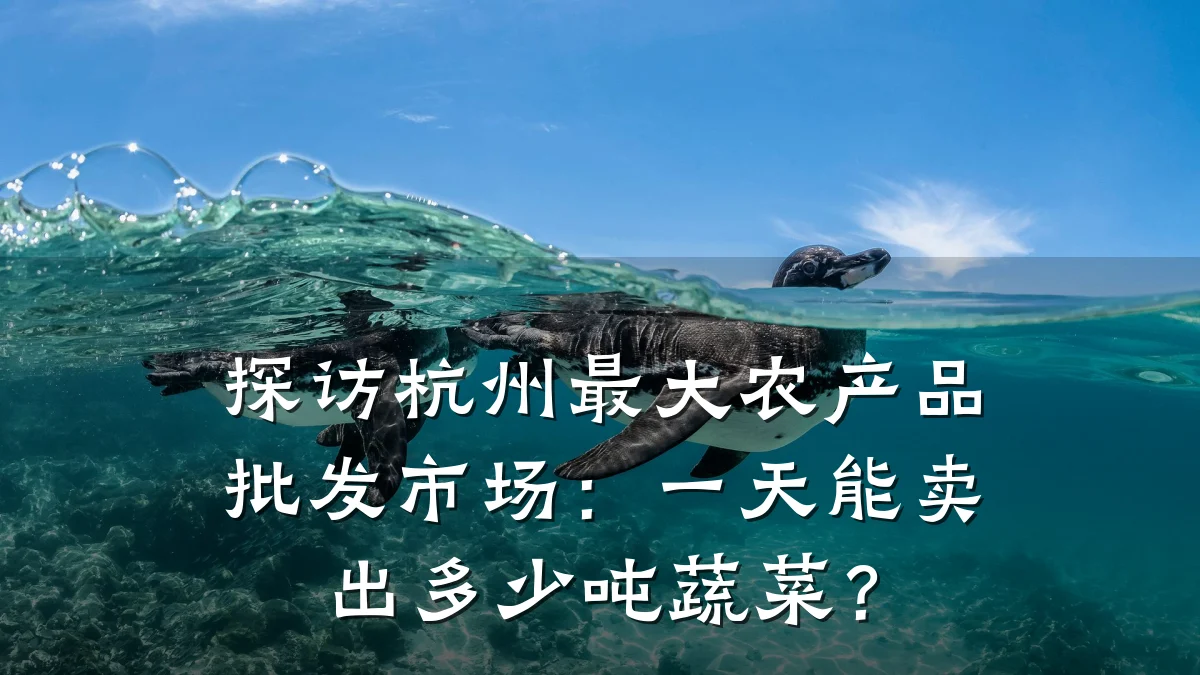 探访杭州最大农产品批发市场：一天能卖出多少吨蔬菜？