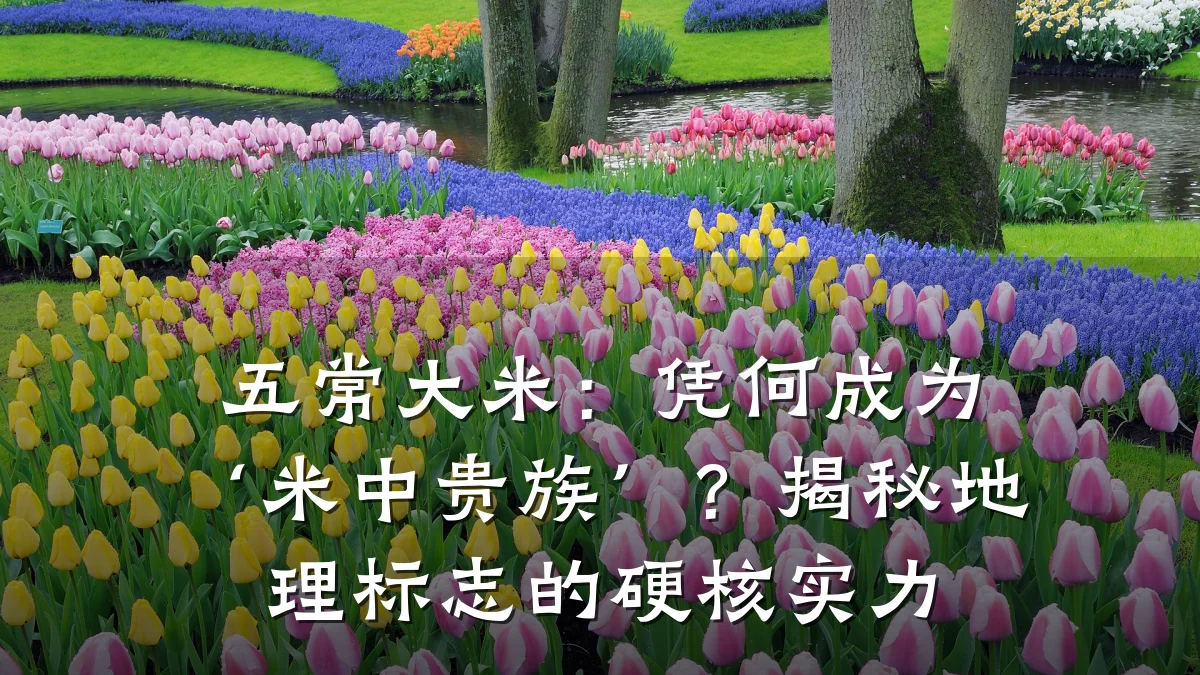 五常大米：凭何成为‘米中贵族’？揭秘地理标志的硬核实力