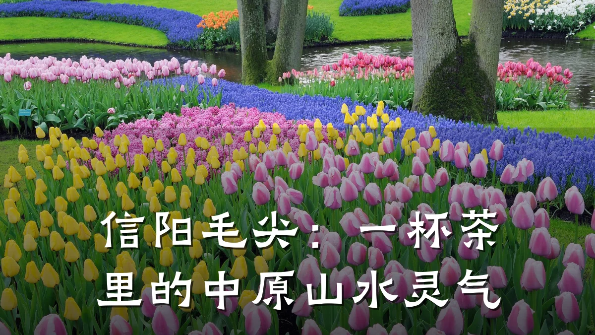 信阳毛尖：一杯茶里的中原山水灵气