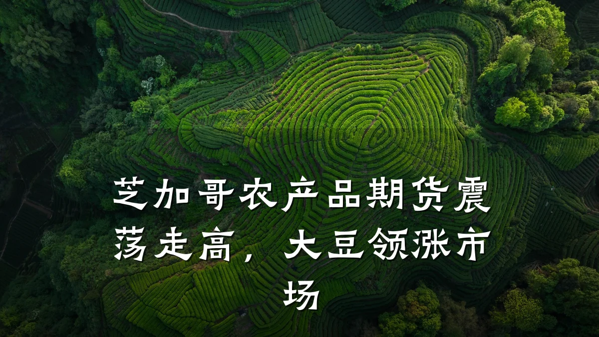 芝加哥农产品期货震荡走高，大豆领涨市场