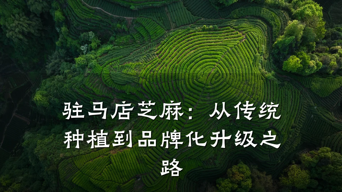驻马店芝麻：从传统种植到品牌化升级之路