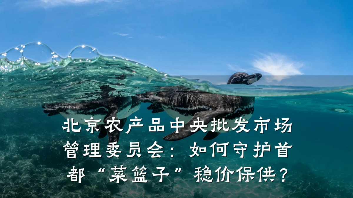 北京农产品中央批发市场管理委员会：如何守护首都“菜篮子”稳价保供？