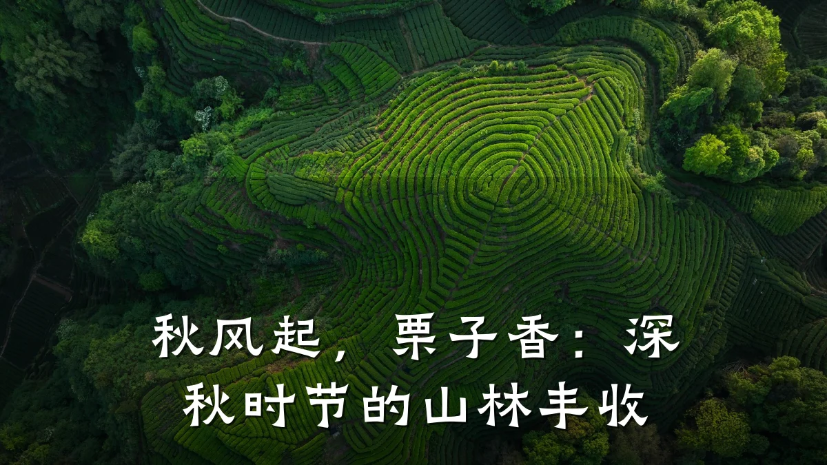 秋风起，栗子香：深秋时节的山林丰收