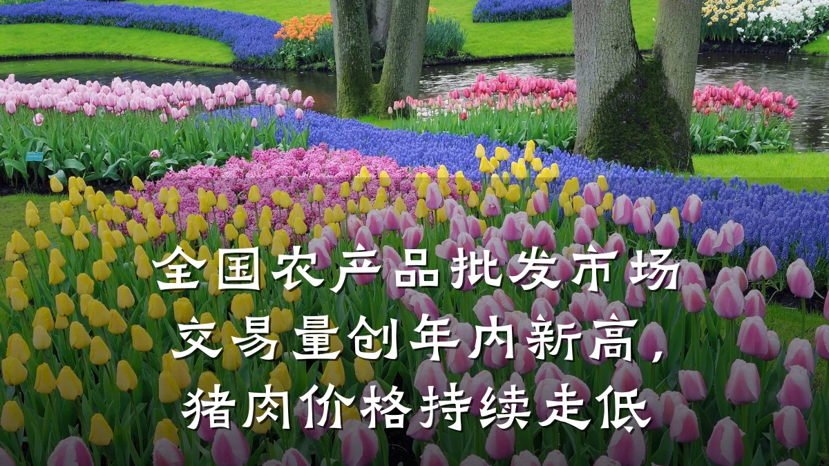 全国农产品批发市场交易量创年内新高，猪肉价格持续走低