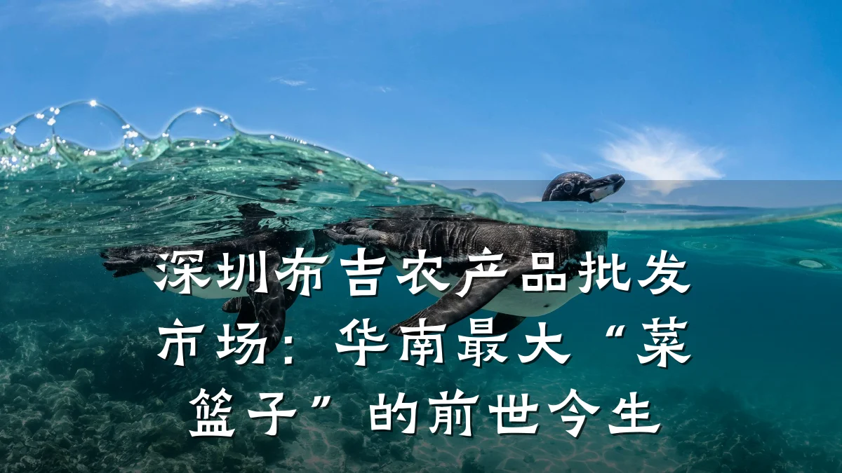深圳布吉农产品批发市场：华南最大“菜篮子”的前世今生