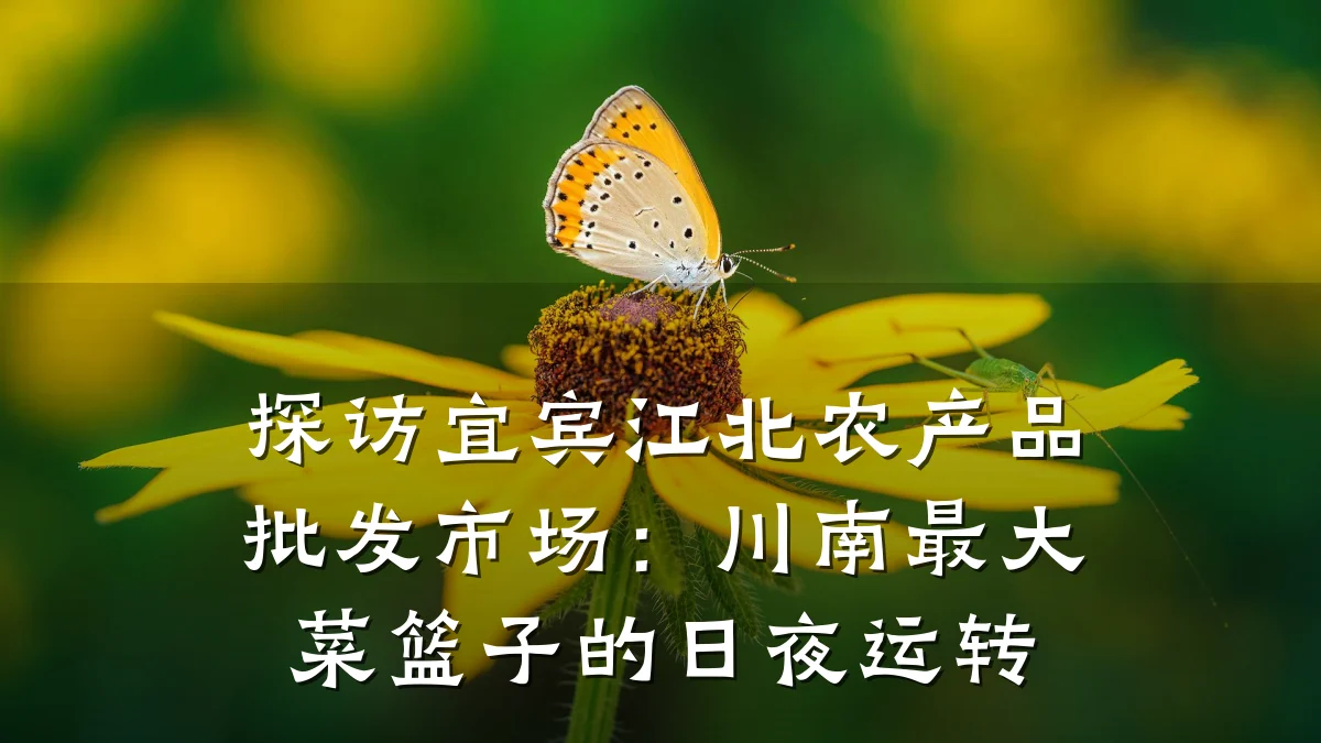 探访宜宾江北农产品批发市场：川南最大菜篮子的日夜运转