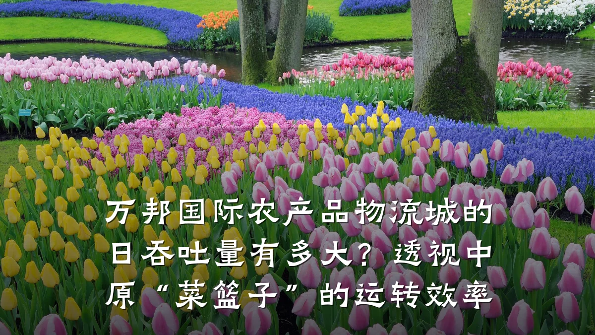 万邦国际农产品物流城的日吞吐量有多大？透视中原“菜篮子”的运转效率