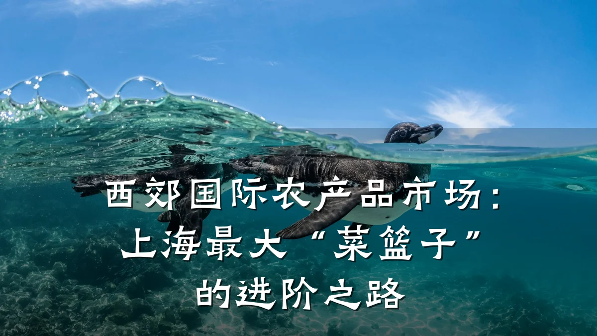 西郊国际农产品市场：上海最大“菜篮子”的进阶之路