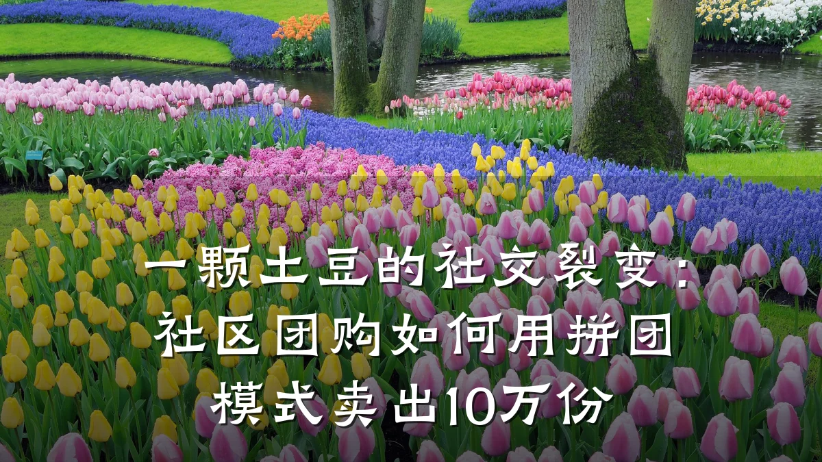 一颗土豆的社交裂变：社区团购如何用拼团模式卖出10万份
