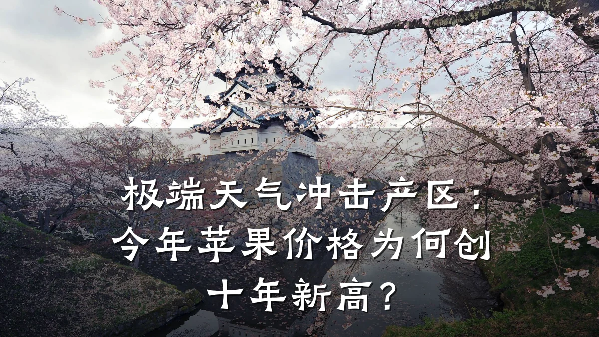 极端天气冲击产区:今年苹果价格为何创十年新高?