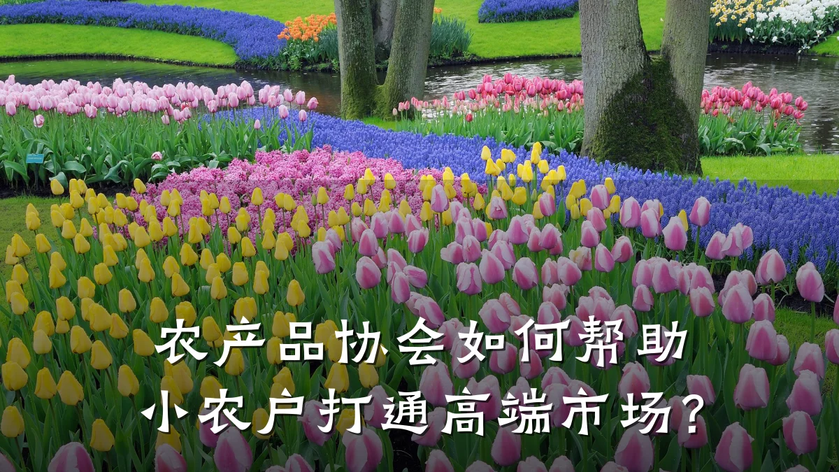 农产品协会如何帮助小农户打通高端市场?