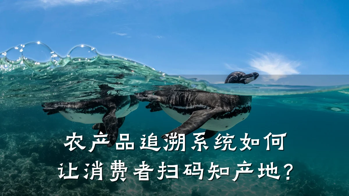 农产品追溯系统如何让消费者扫码知产地?