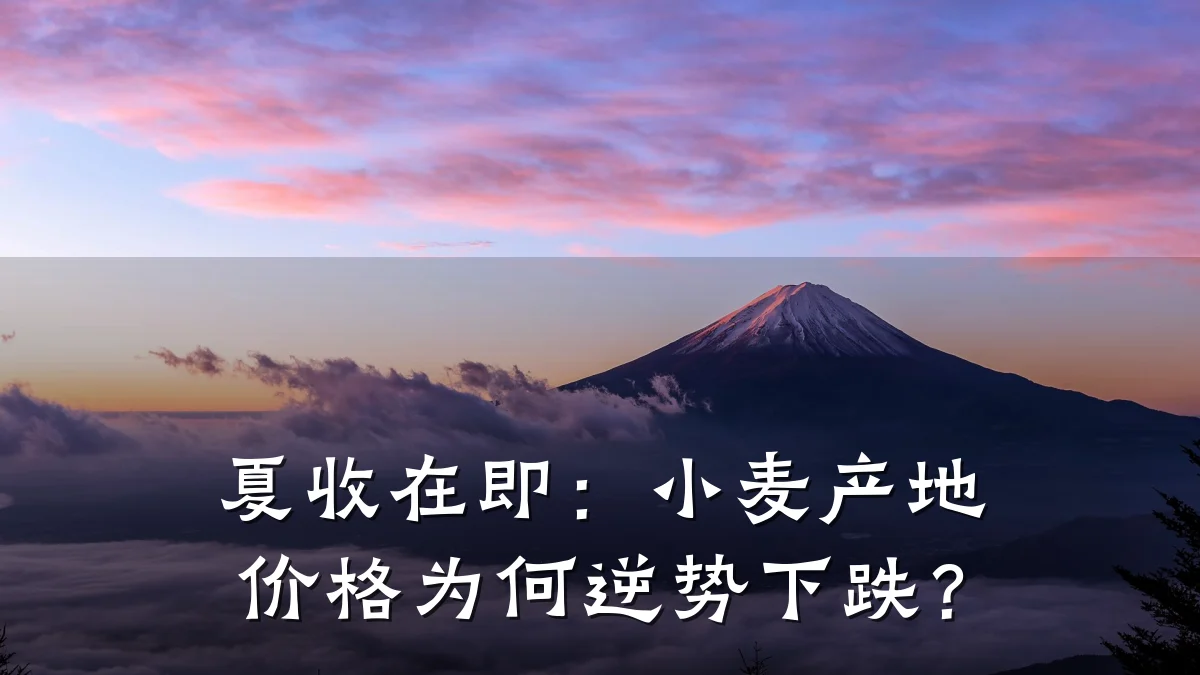 夏收在即：小麦产地价格为何逆势下跌？