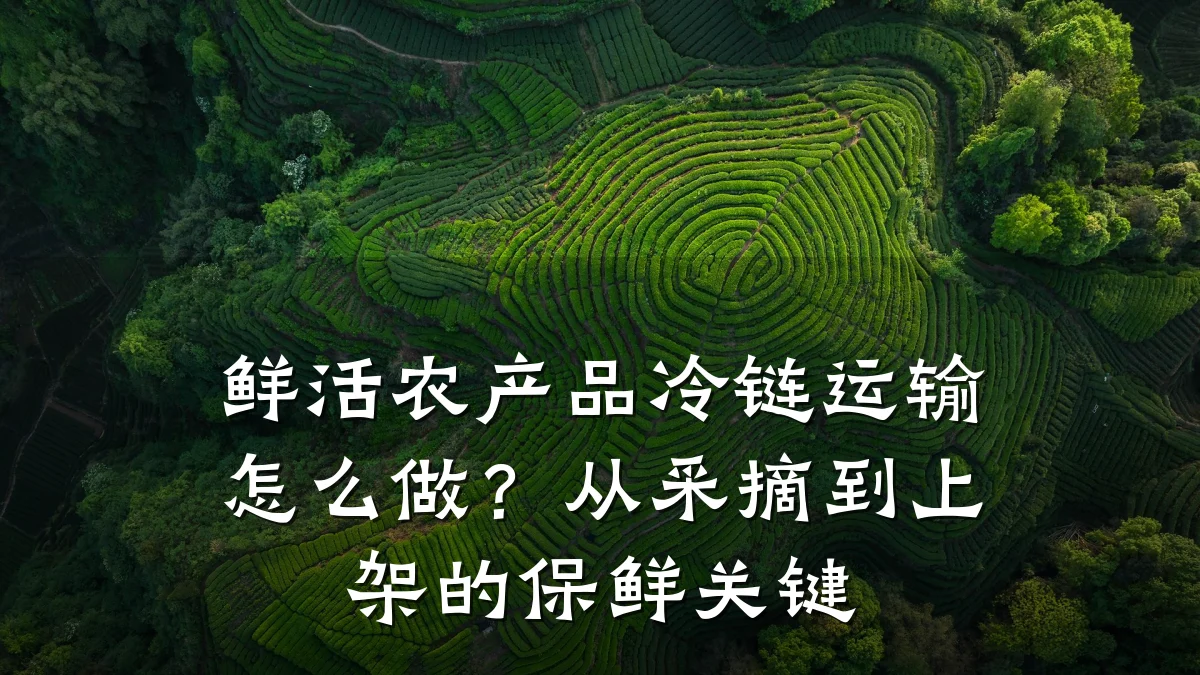 鲜活农产品冷链运输怎么做?从采摘到上架的保鲜关键