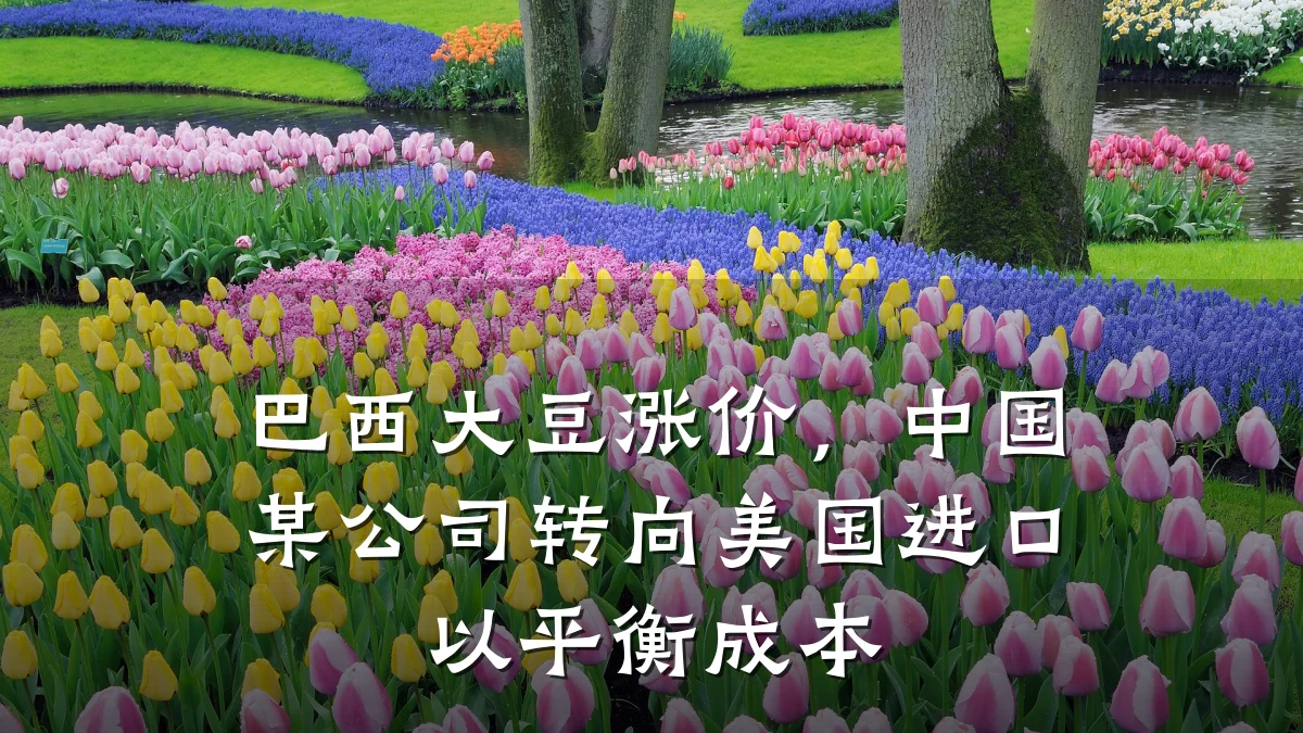 巴西大豆涨价,中国某公司转向美国进口以平衡成本
