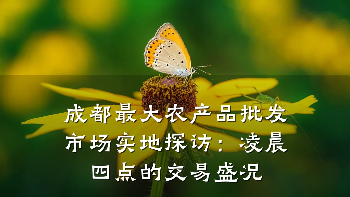 成都最大农产品批发市场实地探访:凌晨四点的交易盛况