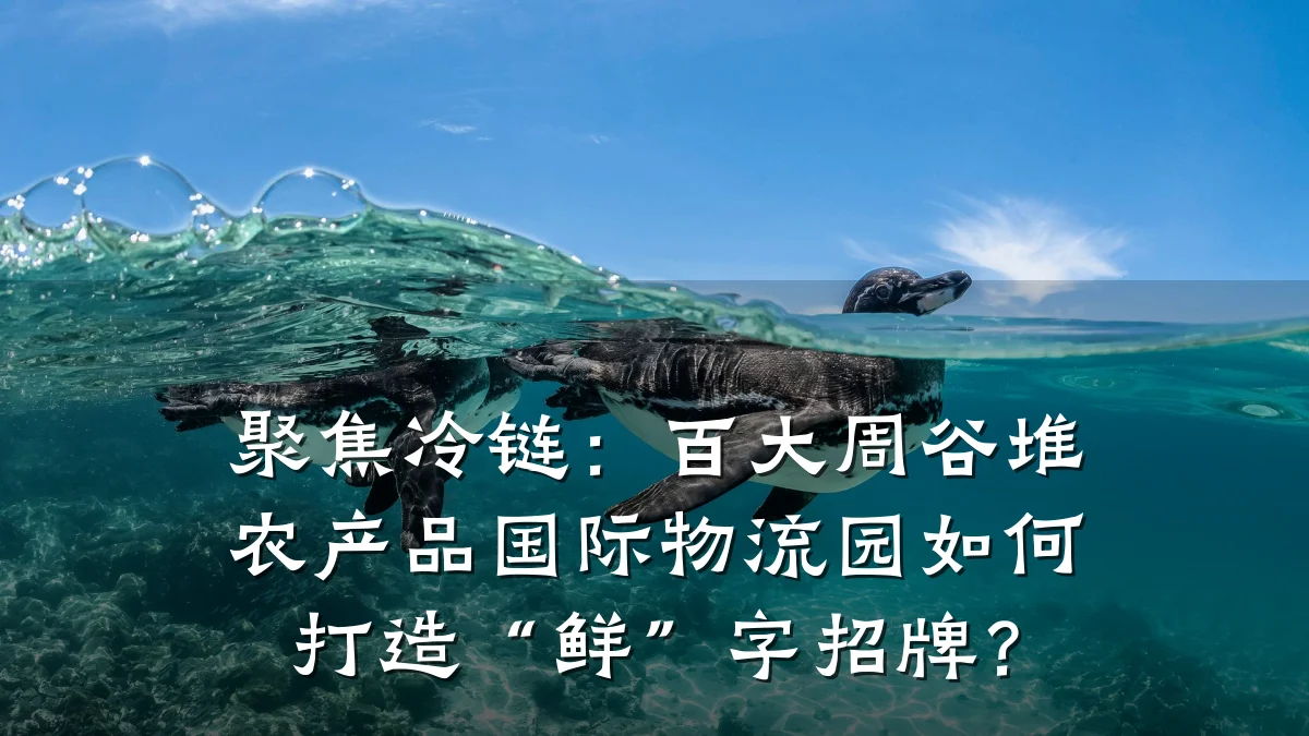 聚焦冷链：百大周谷堆农产品国际物流园如何打造“鲜”字招牌？
