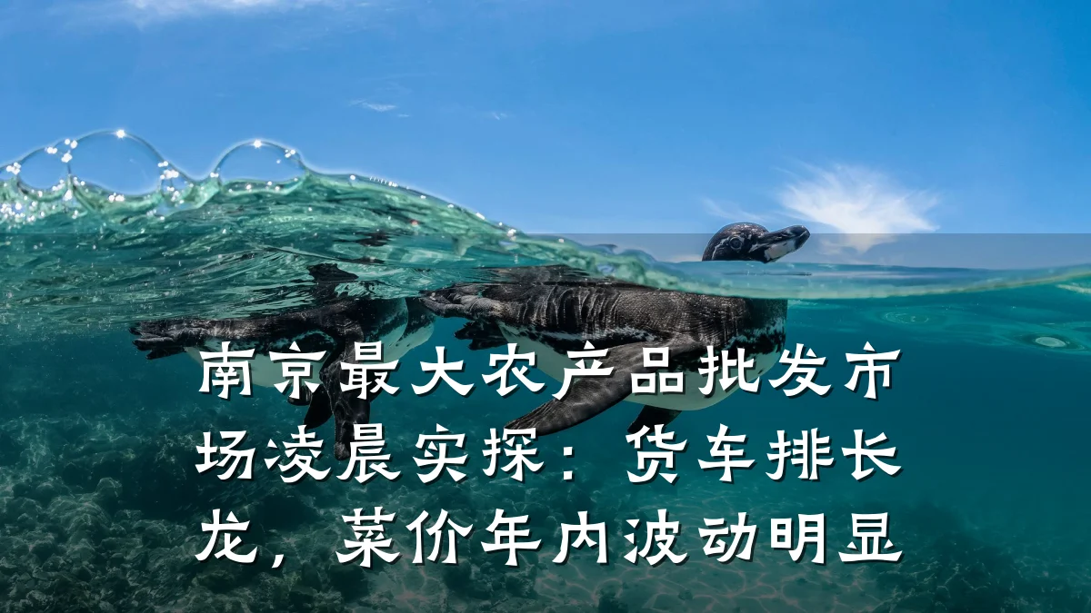 南京最大农产品批发市场凌晨实探:货车排长龙,菜价年内波动明显