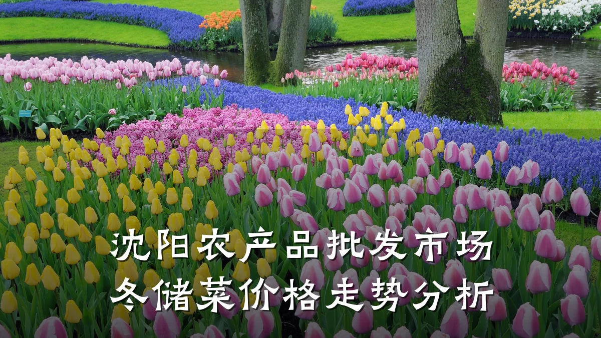 沈阳农产品批发市场冬储菜价格走势分析