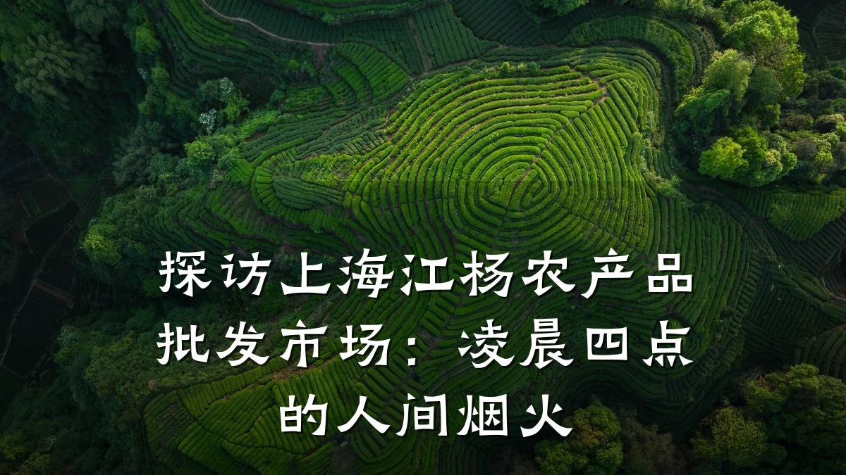 探访上海江杨农产品批发市场:凌晨四点的人间烟火