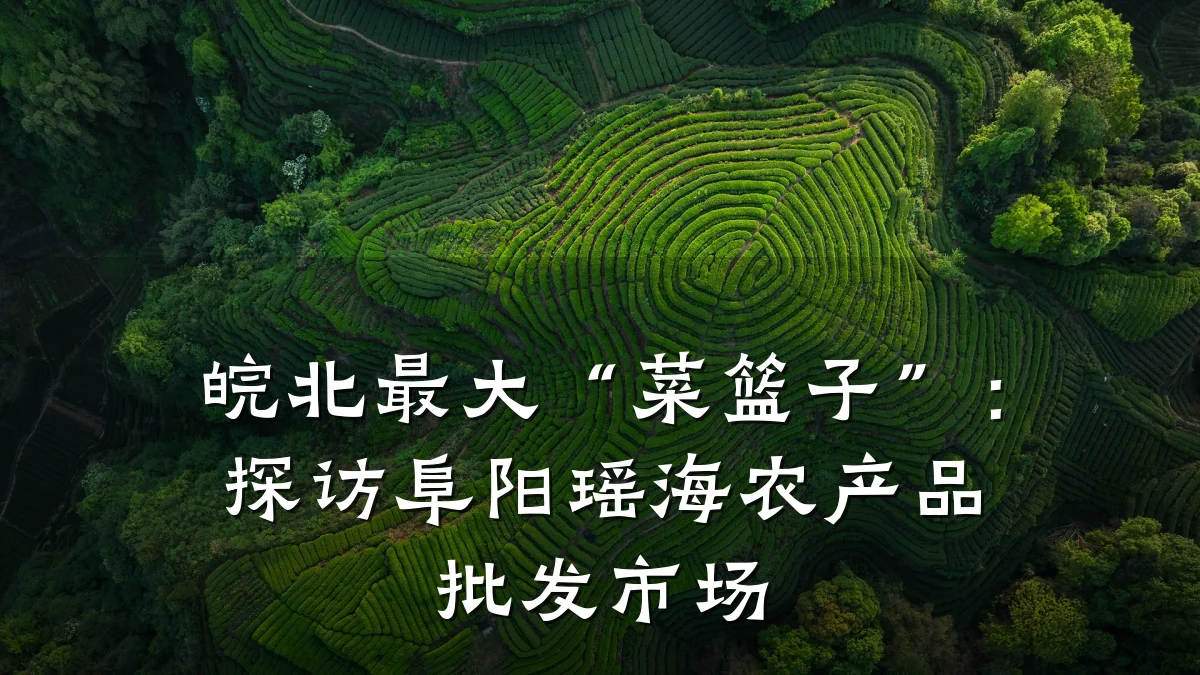 皖北最大“菜篮子”:探访阜阳瑶海农产品批发市场