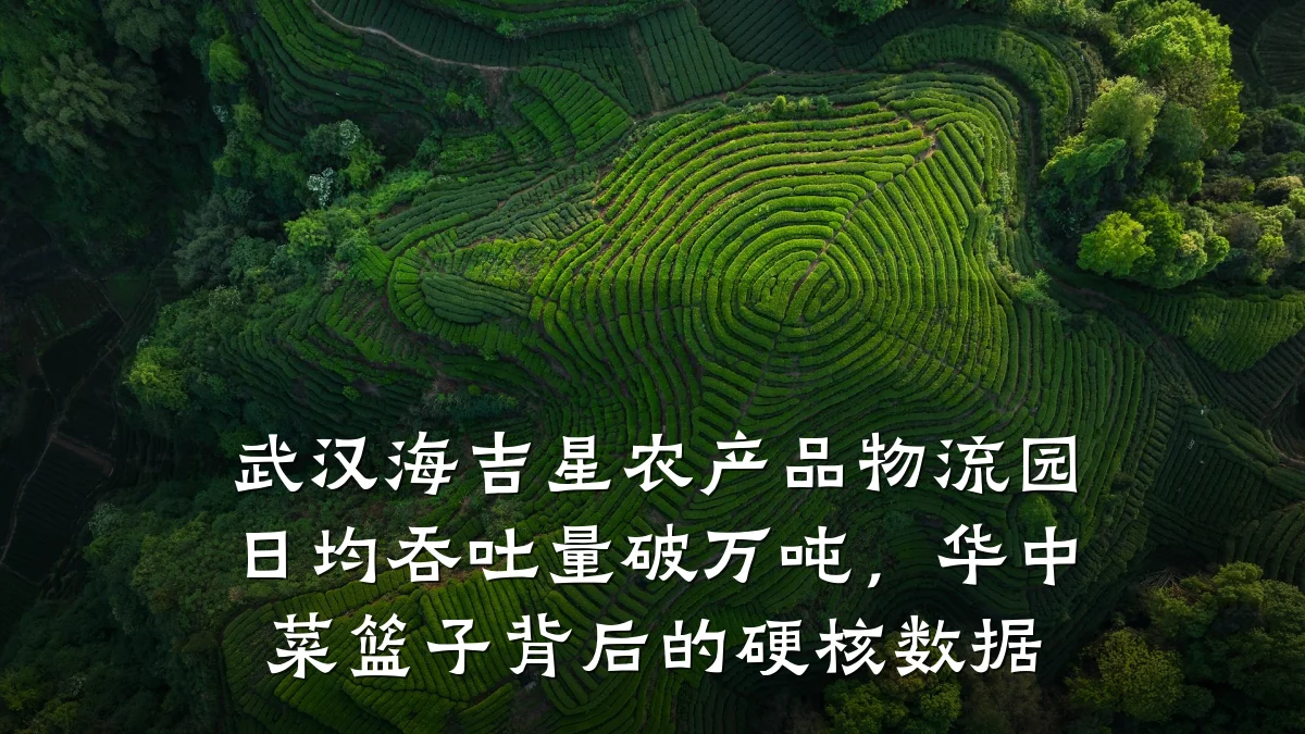 武汉海吉星农产品物流园日均吞吐量破万吨，华中菜篮子背后的硬核数据