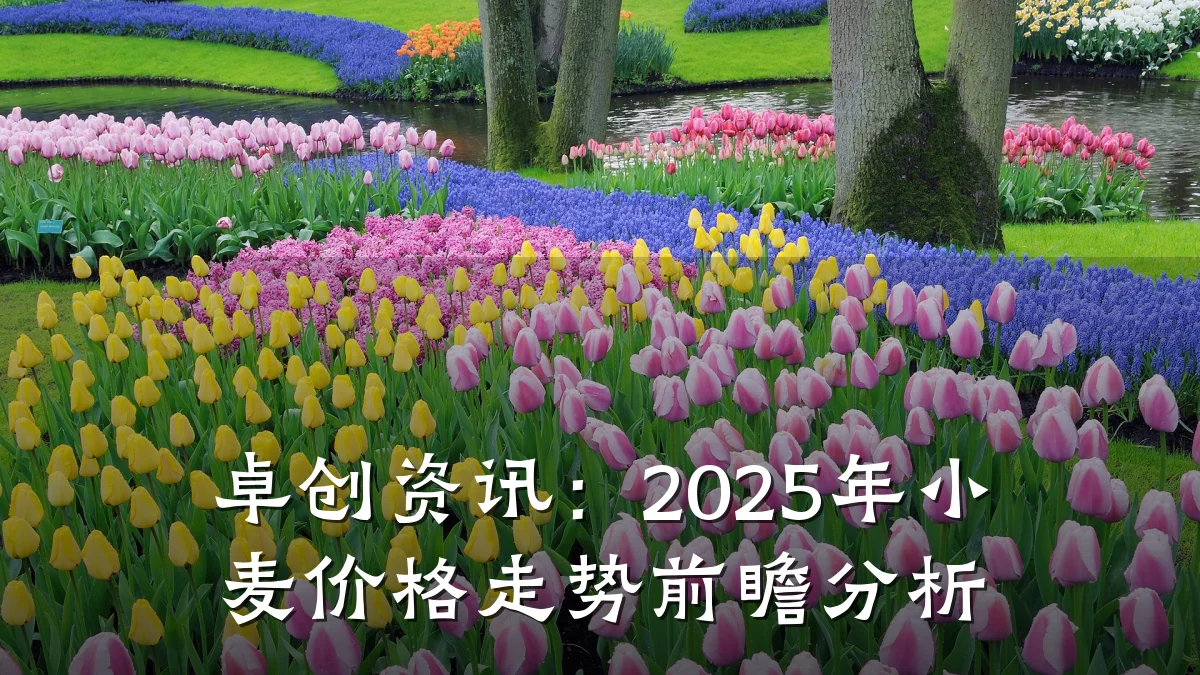卓创资讯:2025年小麦价格走势前瞻分析